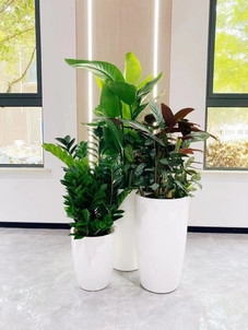 专业花木出租,慈溪打造别样缤纷景致